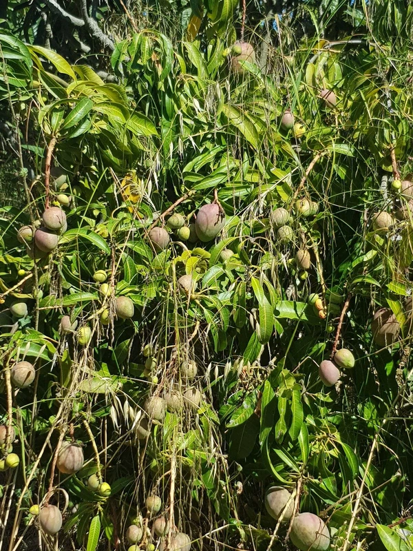 8-e64a9055bba3e77ac8aca3b893cdf826